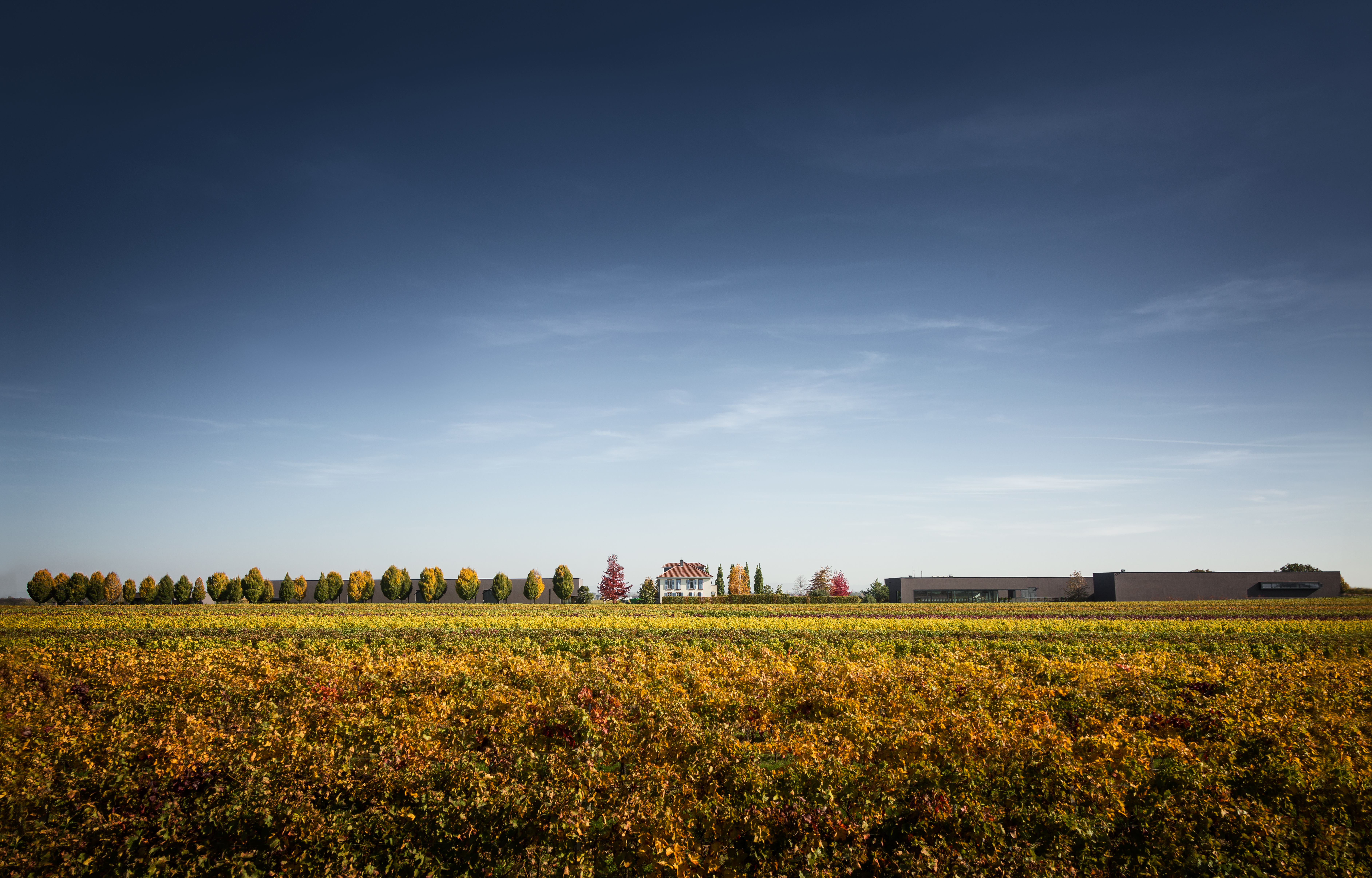 Das Weingut 