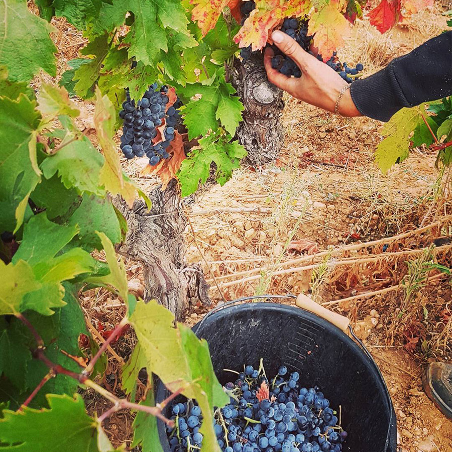 Domaine Château L'Ermite d'Auzan - Sainte Cecile rouge Costieres de Nimes AC